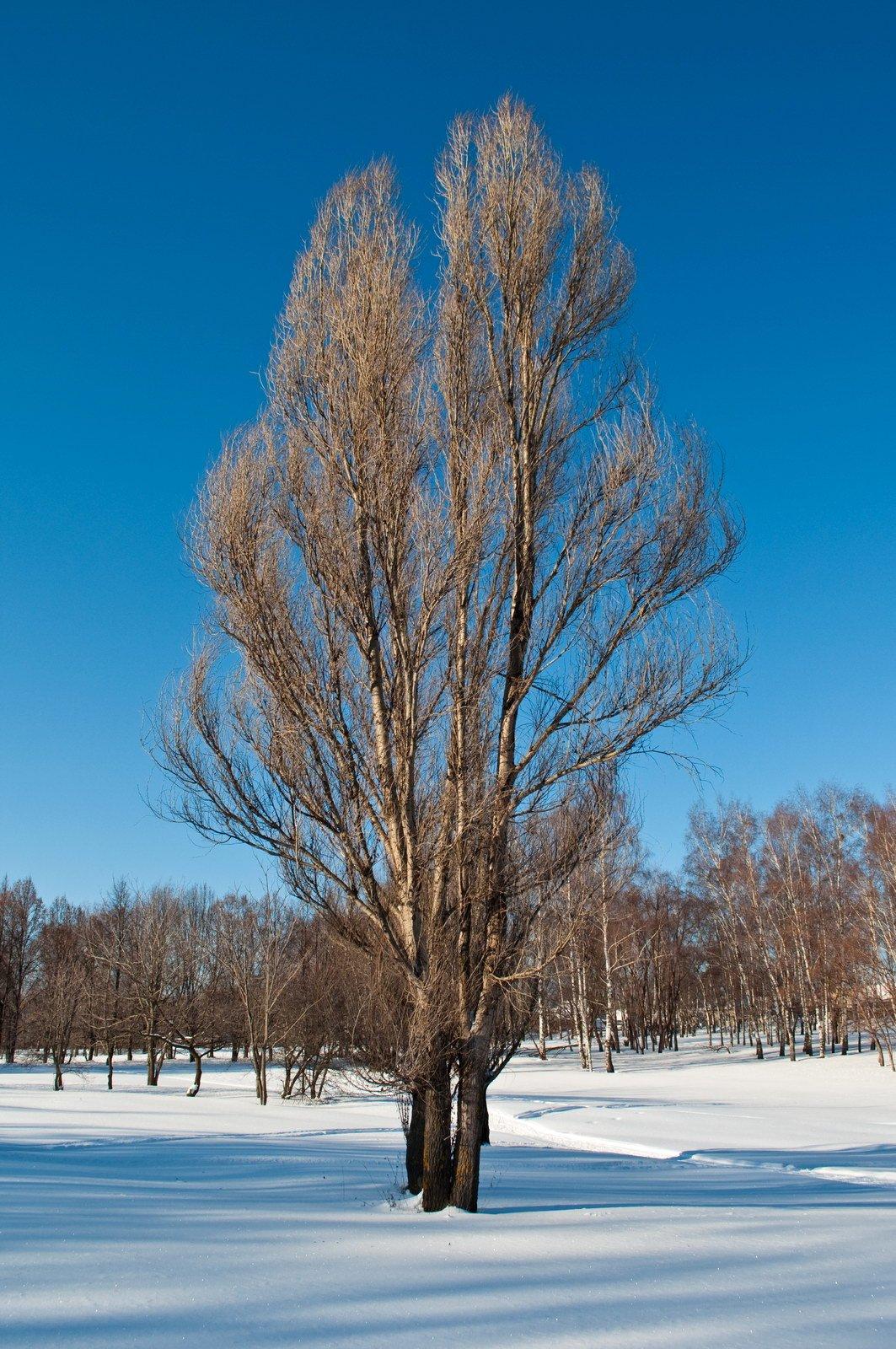 заморозок на дереве осины стоковое изображение. изображение насчитывающей  заводы - 107848145