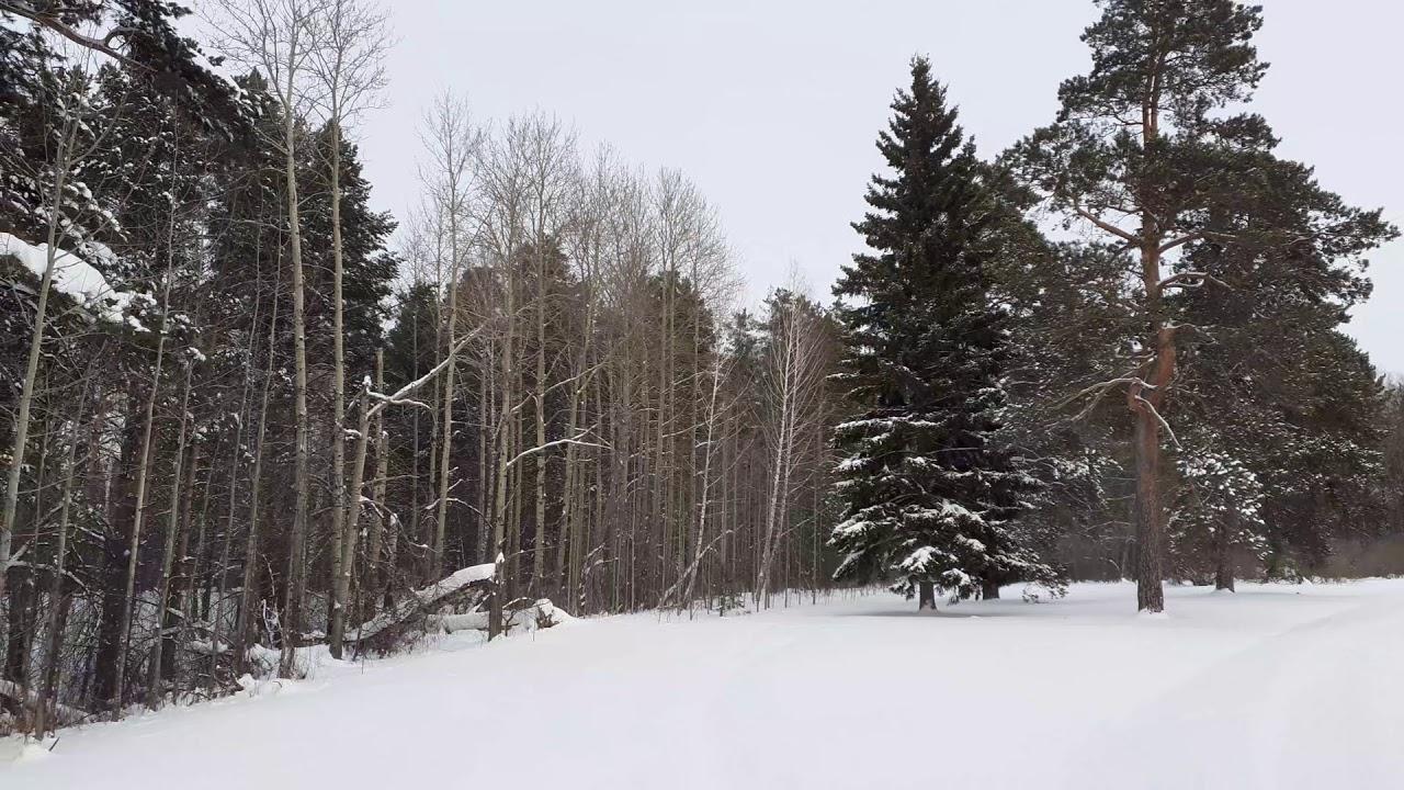 Деревья осины Tremula Populus Финляндии в зимний период Стоковое  Изображение - изображение насчитывающей тимберс, солнечность: 201383539