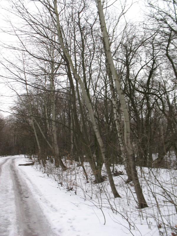 Осины Деревья Зимой В Горах Тянь-Шаня, Казахстан. Фотография, картинки,  изображения и сток-фотография без роялти. Image 51612972