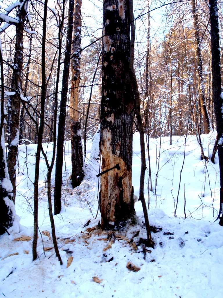 Осина дерево зимой - 55 фото