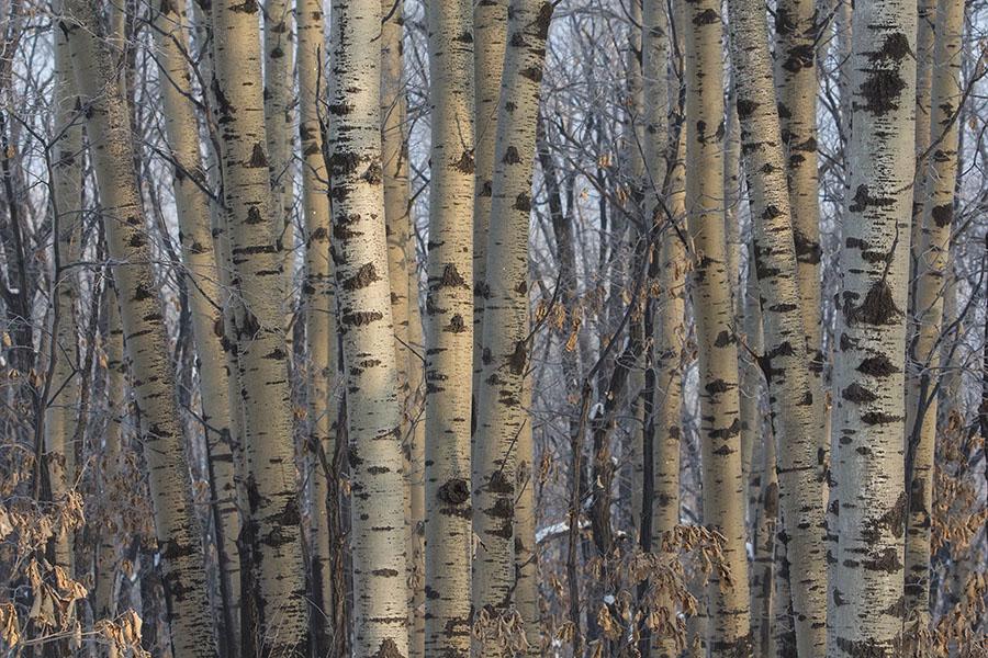 Фрагменты стволов деревьев породы береза и осина 46м3 | Курганская область  | Торги России