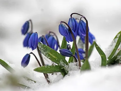 Подснежники первые цветы весны, …» — создано в Шедевруме