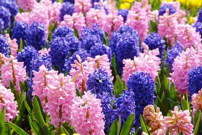Первые цветы весны пурпурны Стоковое Фото - изображение насчитывающей  лужок, цветасто: 175930766