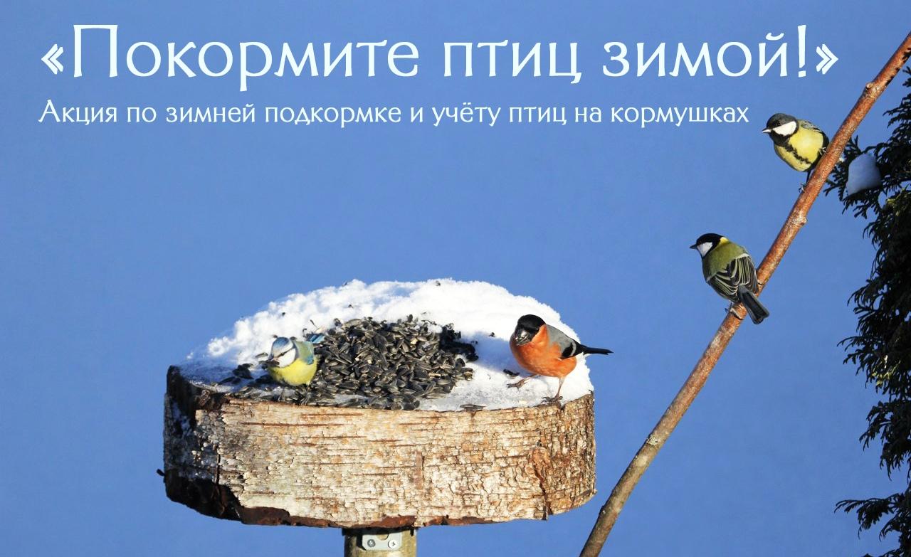Покормите Птиц Зимой Рисунок (58 Фото)