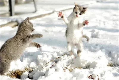 Помоги весне, ешь снег! пы.сы. желтый снег есть не надо!!!… | Flickr