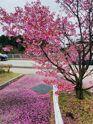 Прекрасная Весна (91 фото) - 91 фото