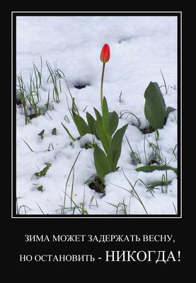День сурка 2 февраля: прикольные открытки и картинки с надписями для  поздравлений - МК Новосибирск
