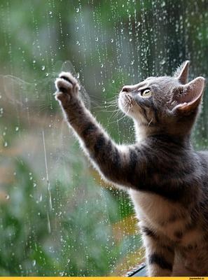 животные :: дождь :: фотографии :: котэ (прикольные картинки с кошками) /  смешные картинки и другие приколы: комиксы, гиф анимация, видео, лучший  интеллектуальный юмор.