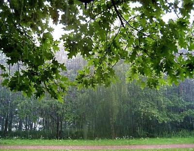 Картинка Листья клёна зеленые Природа Дождь 3840x2400
