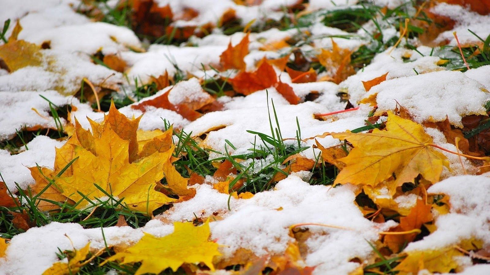 Погода - Когда будет снег в ноябре 2018 - Ранняя зима в Украине: синоптики  назвали даты сильных морозов - Апостроф