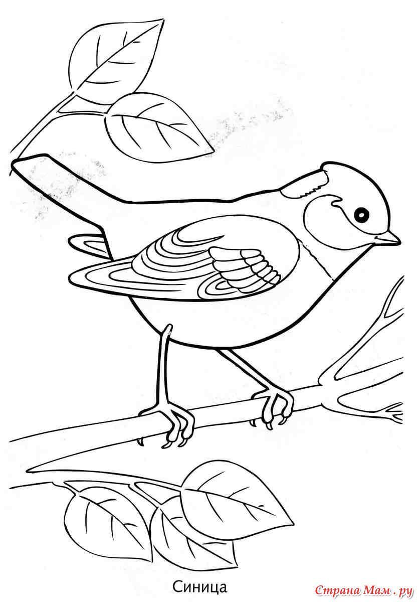 Иллюстрация 6 из 16 для Раскраска Зимующие птицы | Лабиринт - книги.  Источник: Марина Епифанцева