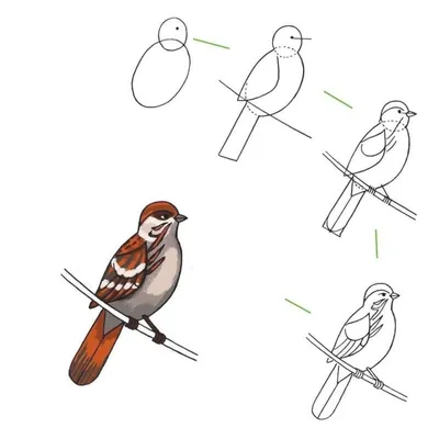 Раскраски Зимующие птицы для детей (37 шт.) - скачать или распечатать  бесплатно #2286