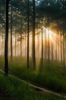 Рассвет в лесу. / Рассвет в лесу. / Фотография на PhotoGeek.ru