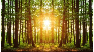 Рассвет в лесу красивый рассвет на…» — создано в Шедевруме