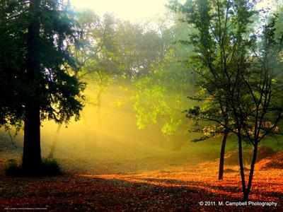 Осенний рассвет в лесу - 50 фото
