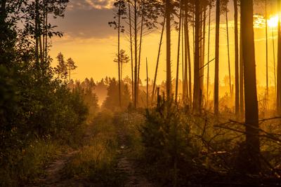 Скачать обои утро, рассвет, лес, солнце бесплатно для рабочего стола в  разрешении 4320x3240 — картинка №376… | Forest wallpaper, Wallpaper,  Landscape photography