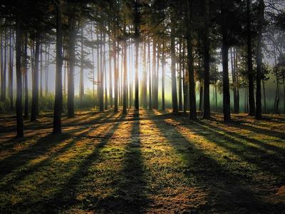 весенний рассвет в лесу стоковое фото. изображение насчитывающей подлинный  - 215331304