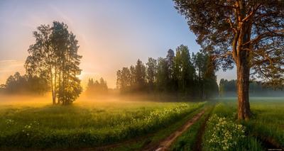 Рассвет в лесу. | Фотосайт СуперСнимки.Ру