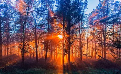 Летний рассвет в лесу» — создано в Шедевруме