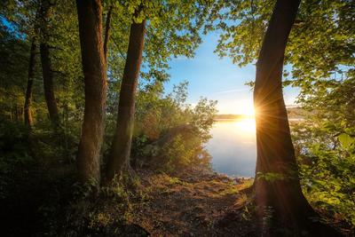 Закат солнца в лесу | Жизнь в Херсонской /живые истории | Дзен