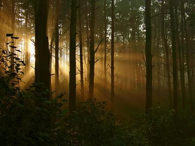 Рассвет в лесу | Пикабу