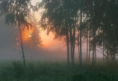 Рассвет в лесу - Елена Чернышева