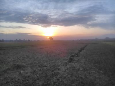 Рассвет в поле рано утром. мягкий солнечный свет. летом распускаются  полевые цветы, поле заросло травой. сельская местность | Премиум Фото