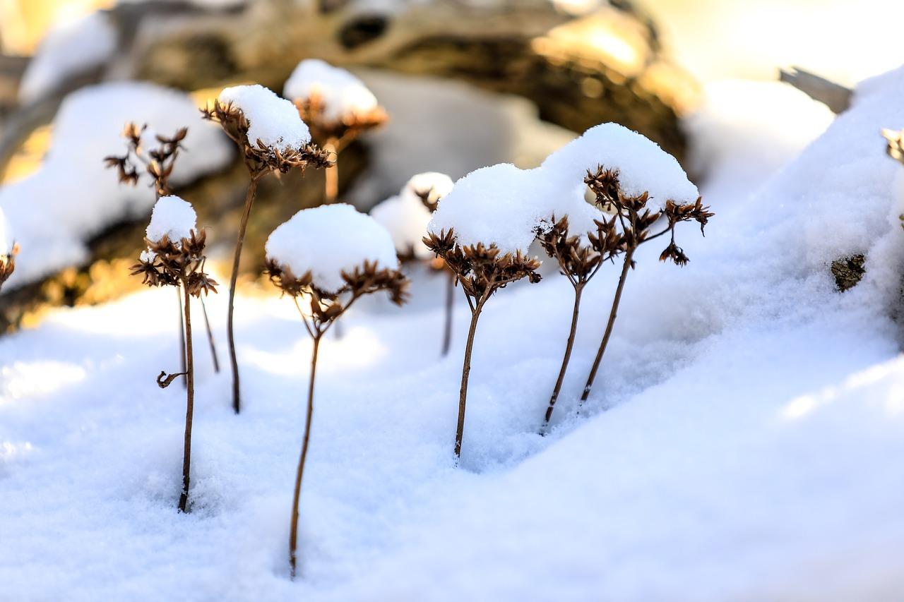Растения зимой (53 фото) - 53 фото