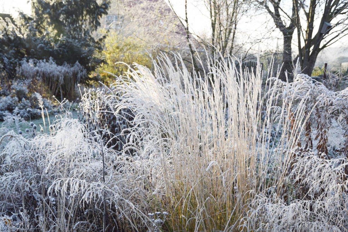 20 эффектных растений, которые украсят сад даже зимой! | GardenLife | Дзен