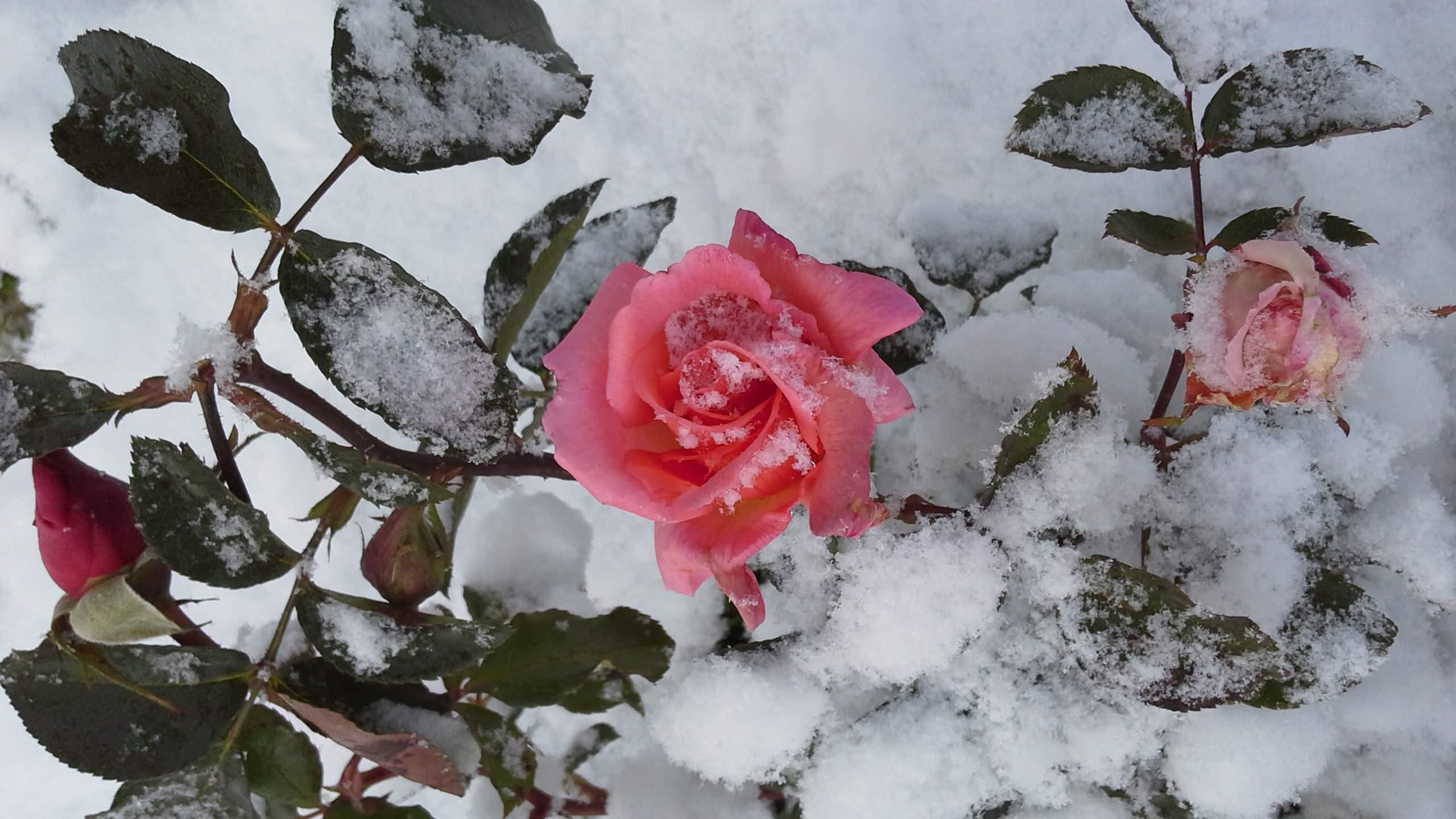 Зимний цветник — многолетники, которые красивы даже зимой. Фото — Ботаничка