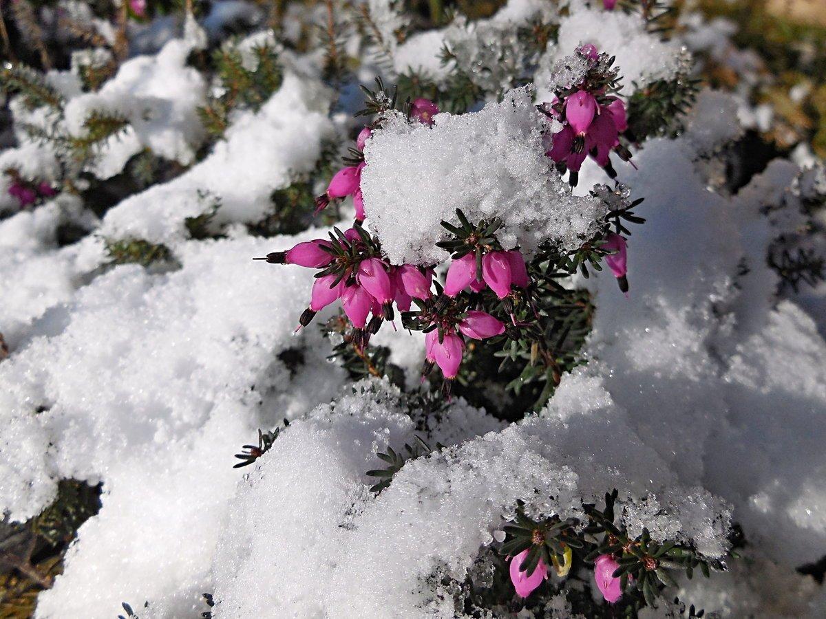 Зима на участке: Первая помощь растениям после снегопада | Houzz Россия