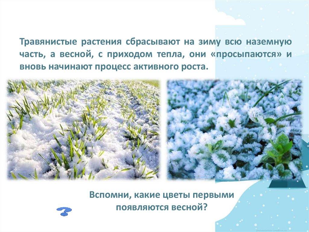 Зимние букеты цветов. Какие цветы подарить зимой? | блог интернет -  магазина АртФлора