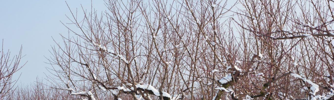 Способы защиты растений перед наступающими холодами на зиму | e-land66.ru