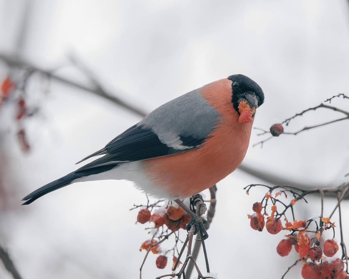 Зимующие птицы (для дошкольников) - презентация онлайн
