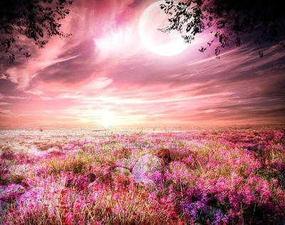 Розовый рассвет. Удивительно красивое утро в соцсетях смолян | Природа и  животные | ОБЩЕСТВО | АиФ Смоленск