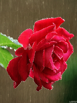 Красная роза под дождем, эстетично, …» — создано в Шедевруме
