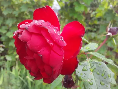 Фото Красные розы под дождем, by BaxiaArt