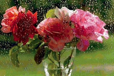 Картина «Роза под дождем» Холст на картоне, Масло 2020 г.