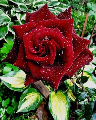 Красивая одинокая роза - 66 фото