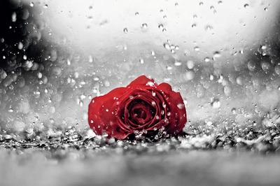 Красная роза под дождём.Осенний сад Stock Photo | Adobe Stock