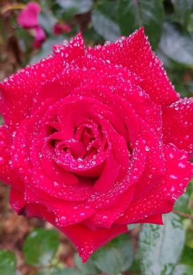 Фото Красная роза под дождем