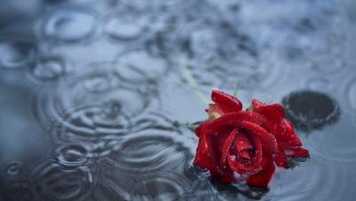 Красивая красная роза с дождем падает конец-вверх Стоковое Изображение -  изображение насчитывающей душисто, сад: 37915403