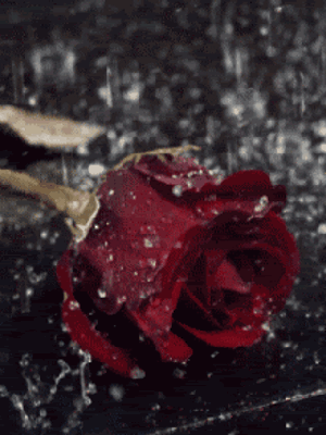 Красивая роза под дождем стоковое изображение. изображение насчитывающей  листья - 179997147