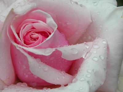 Обои красная роза лежит на дождевой воде