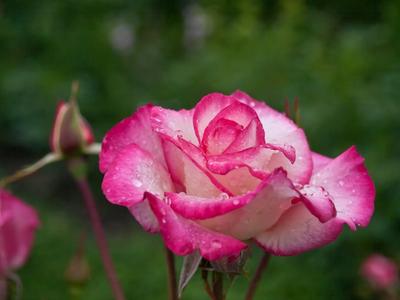 Бесплатные Роза после дождя стоковые фотографии | FreeImages