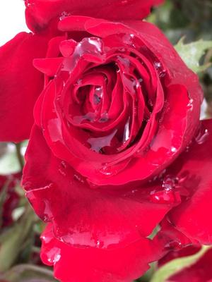 Цветы после дождя. Белая роза :: Валерий Нестеров – Социальная сеть ФотоКто