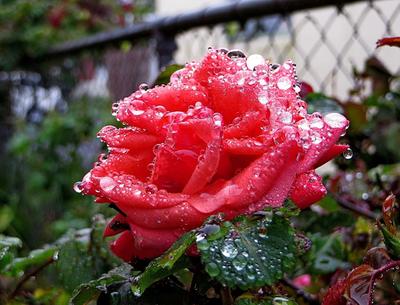Фото Красная роза после дождя