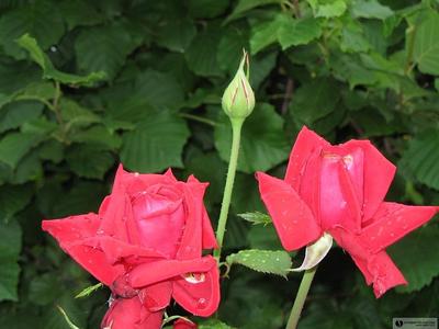 Розы после дождя стоковое изображение. изображение насчитывающей падения -  122189427