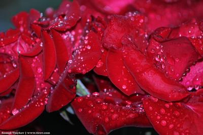 Схема вышивки «Розы после дождя» (№2124543) - Вышивка крестом
