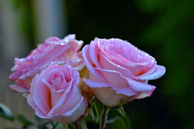 Пакет Тико 45х38 \"Розы после дождя\" купить в интернет-магазине Упакмаркет |  Скидки от объема
